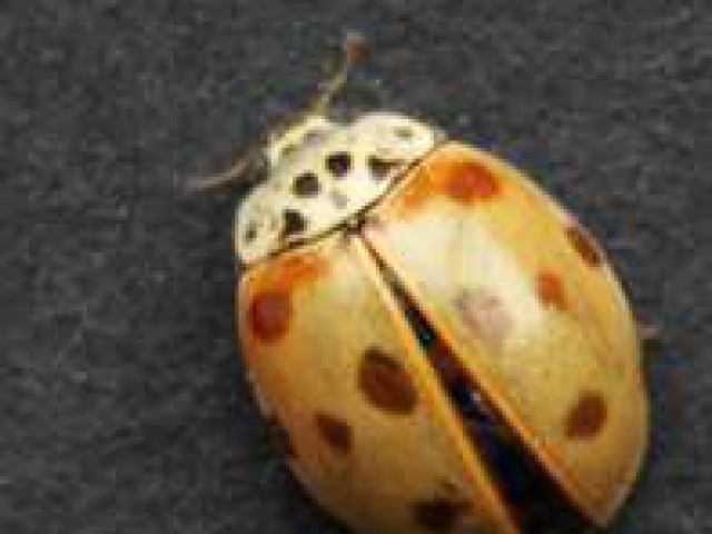 10-spot ladybird Adalia 10-punctata with well devloped spots