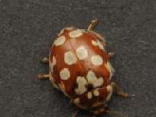 Myrrha octodecimguttatata 18-spot ladybird found on Scots Pine
