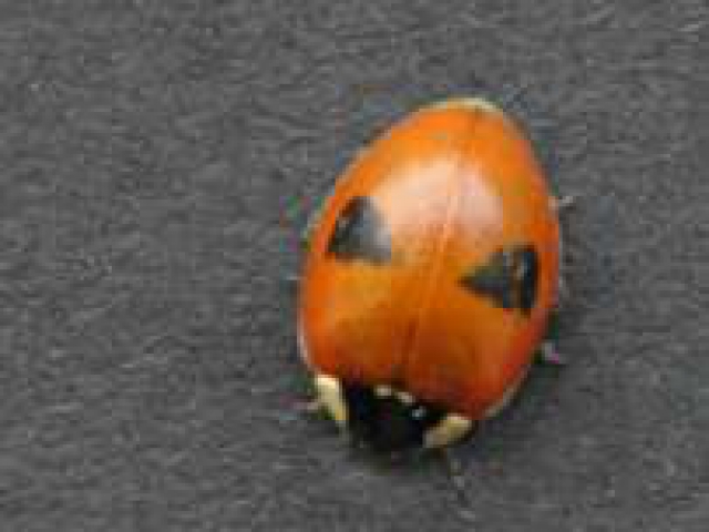 2-spot ladybird Adalia bipunctata typical form