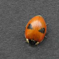 2-spot ladybird Adalia bipunctata typical form