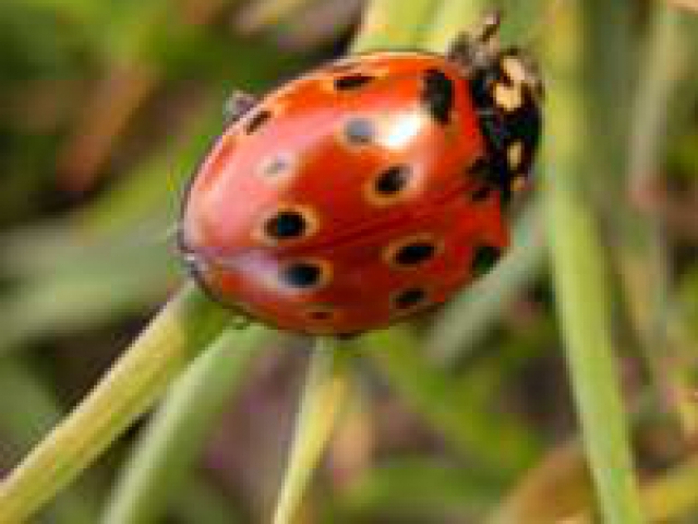 Anatis ocellata our largest ladybird found on coniferous trees