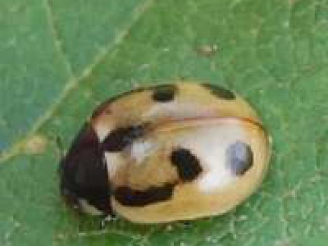 Coccinella hieroglyphica apparently scarce in Ireland