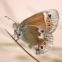 Coenonympha tullia