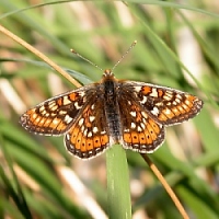 Euphydryas aurinia