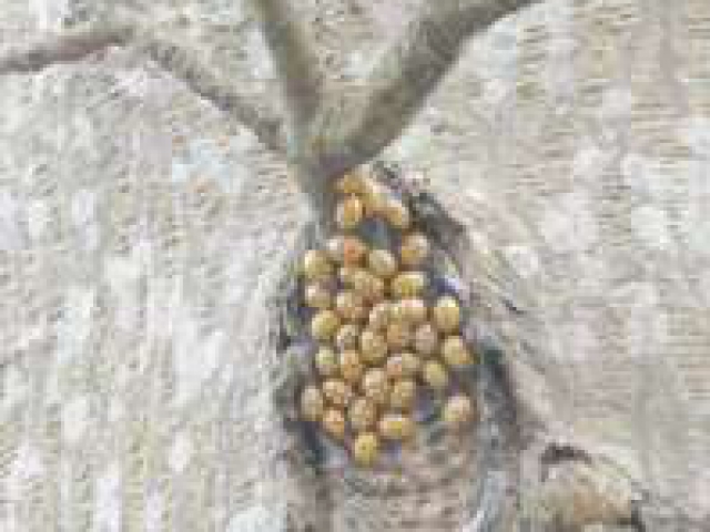 Halyzia sedecimguttata hibernating under branch on north side of a Maple