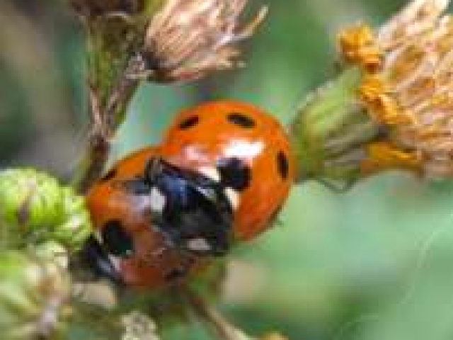 Coccinellia 7-punctata mating pair of 7-spot ladybird found o Hawkbit