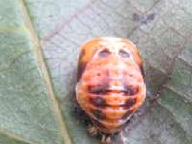 Harmonia axyridis pupa a week after discovery of pre-pupa