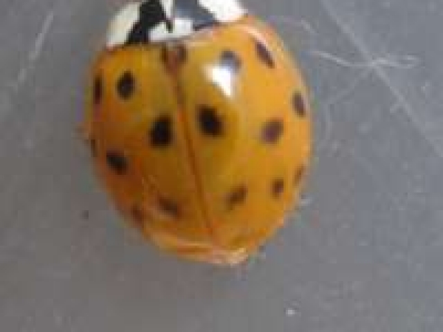 Harmonia axyridis  harlequin ladybird form succinea 24 hours after emergence