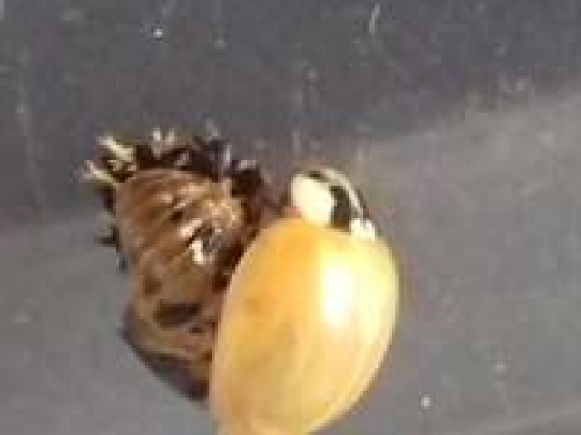 Freshly emerged Harmonia axyridis adult sitting on pupal skin