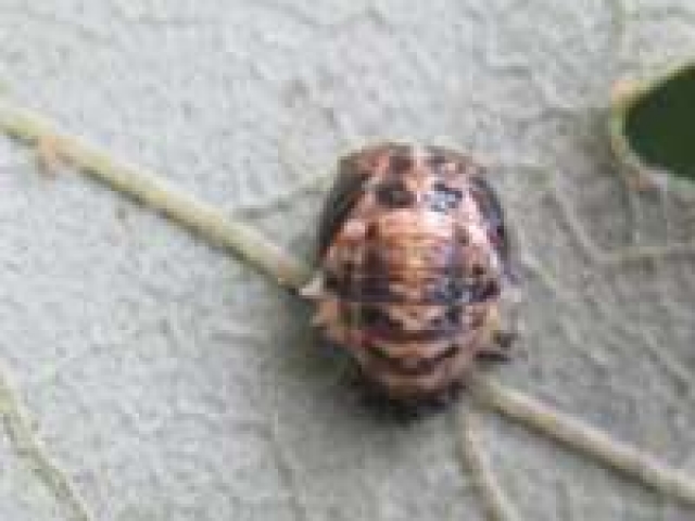 Halyzia 16-guttata pupa found on a deciduous oak in June
